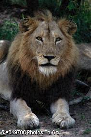 The Shang Lion